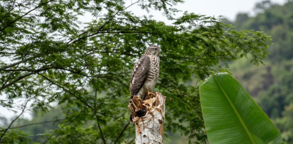 tomada por: Cielo Ruiz, Gavilán caminero (Rupornis magnirostris)