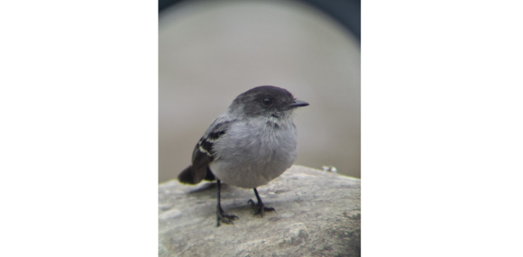tomada por: Grupo de investigación Waira, sayo negro (sayornis nigricans)