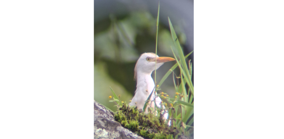 tomada por: Grupo de investigación Waira, Garcita Buyera (Burbulcus ibis)